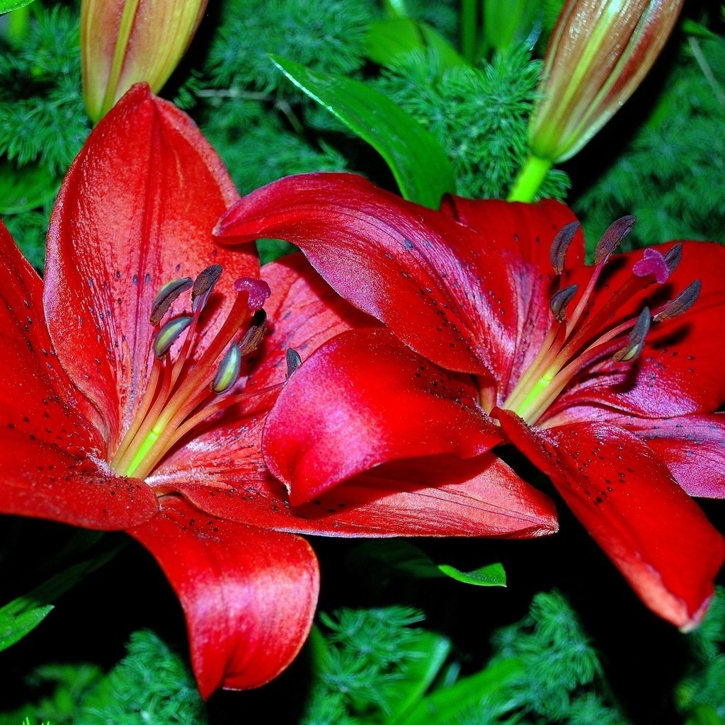 Обои цветы, лепестки, красные, лилии, flowers, petals, red, lily разрешение 2560x1600 Загрузить