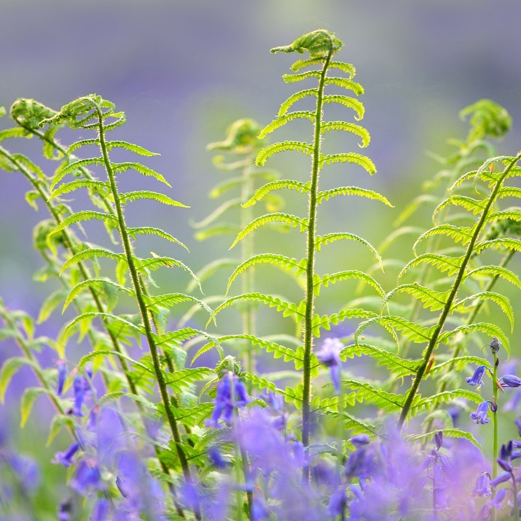 Обои цветы, макро, весна, колокольчики, папоротник, flowers, macro, spring, bells, fern разрешение 2048x1408 Загрузить