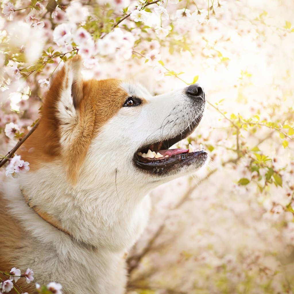 Обои цветы, собака, весна, ame, сиба-ину, dackelpuppy, flowers, dog, spring, shiba inu разрешение 2048x1367 Загрузить