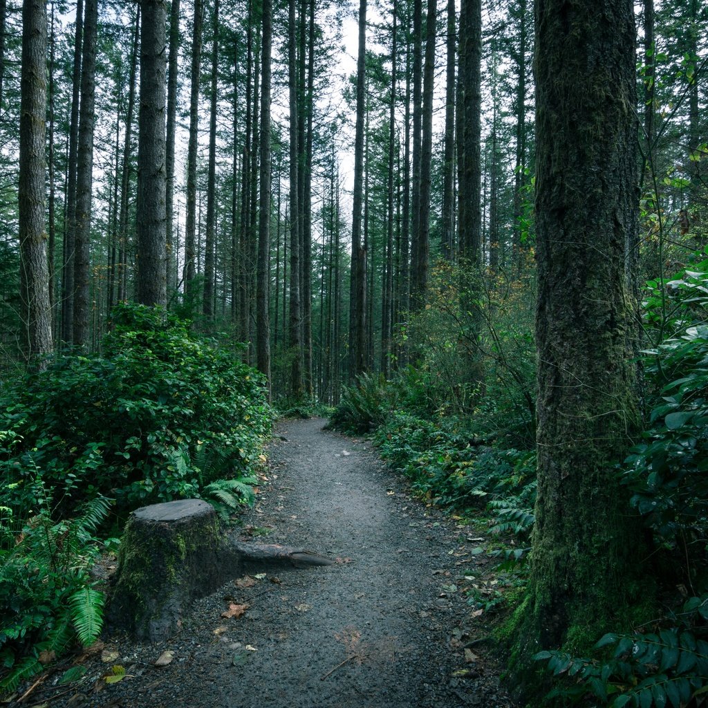 Обои деревья, лес, тропинка, тропа, мох, папоротник, чаща, trees, forest, path, trail, moss, fern, thicket разрешение 5196x3464 Загрузить