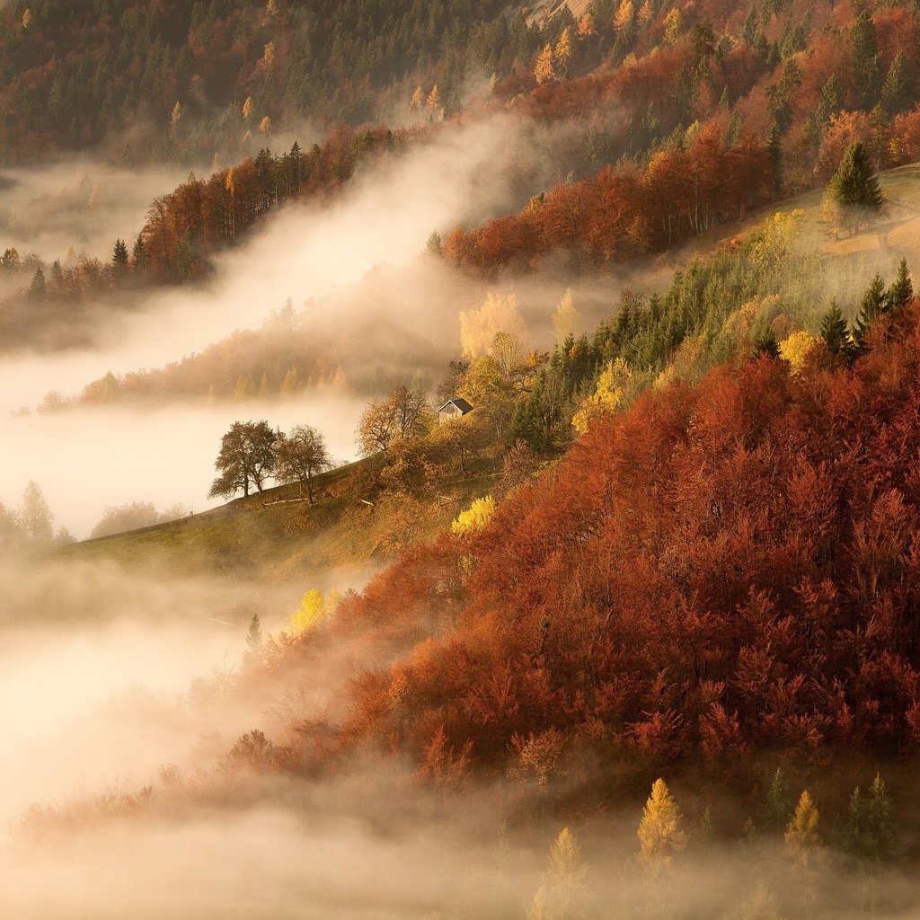 Обои деревья, горы, природа, лес, утро, туман, осень, trees, mountains, nature, forest, morning, fog, autumn разрешение 2500x1666 Загрузить