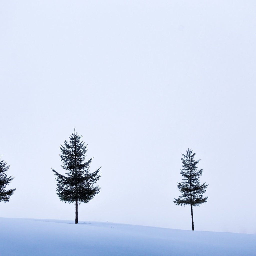 Обои небо, деревья, снег, зима, поле, the sky, trees, snow, winter, field разрешение 2560x1707 Загрузить