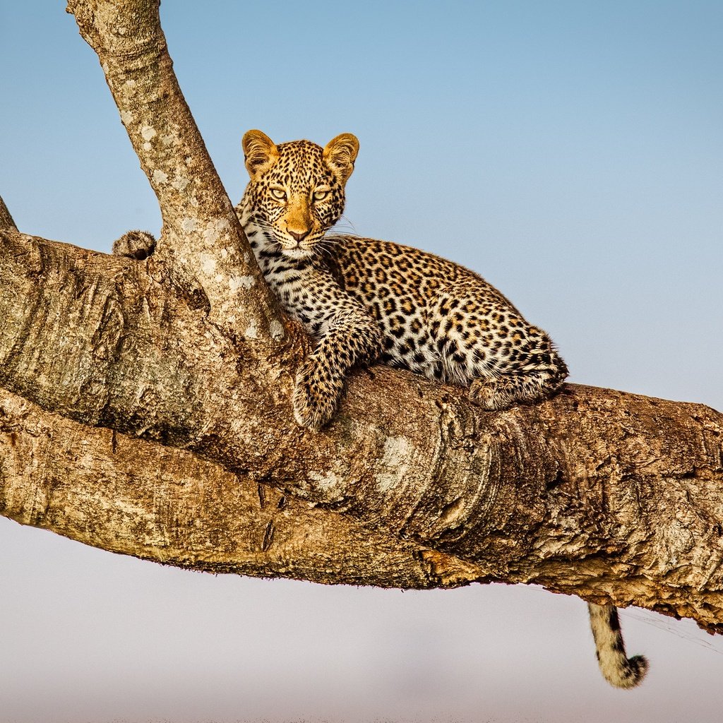 Обои дерево, фон, взгляд, леопард, дикая кошка, tree, background, look, leopard, wild cat разрешение 2000x1414 Загрузить