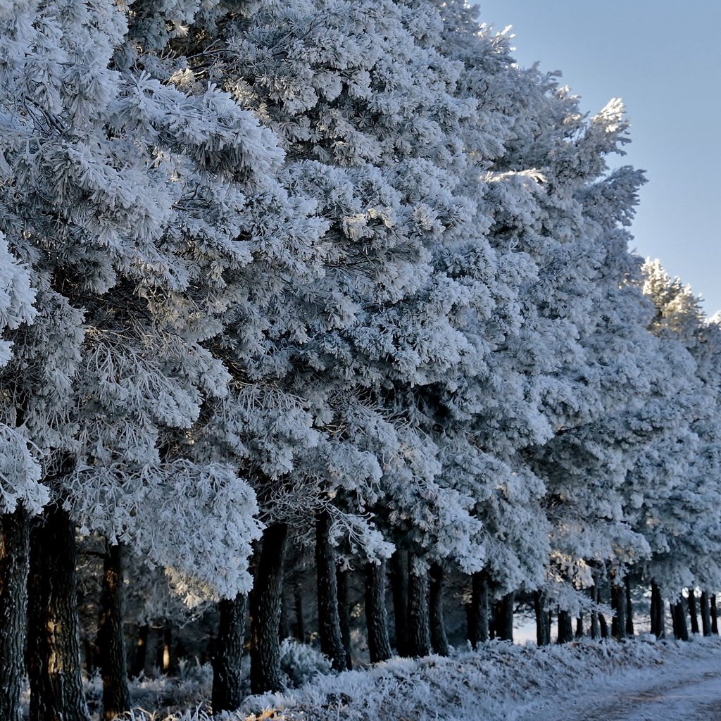 Обои дорога, деревья, лес, зима, иней, road, trees, forest, winter, frost разрешение 2618x1440 Загрузить