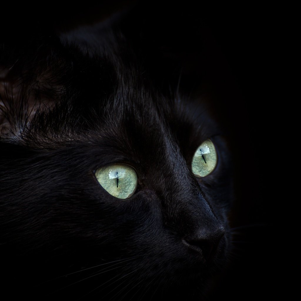 Обои глаза, кот, мордочка, усы, кошка, взгляд, черный, eyes, cat, muzzle, mustache, look, black разрешение 5472x3648 Загрузить
