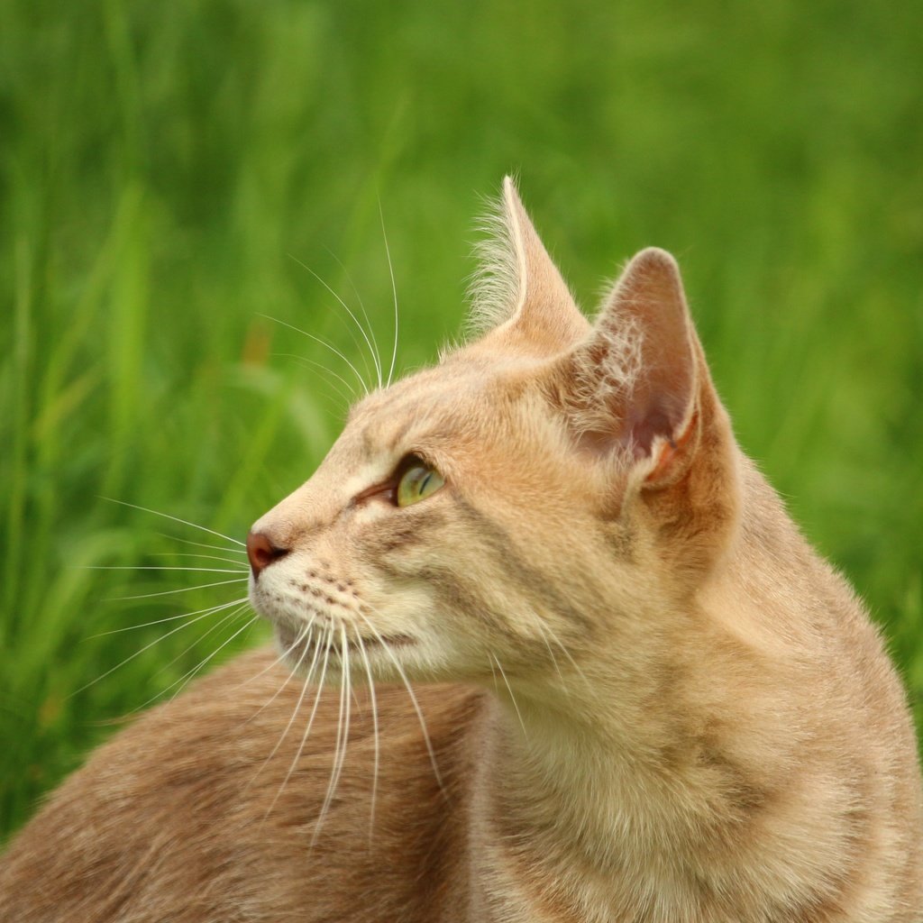 Обои глаза, трава, кот, кошка, животное, eyes, grass, cat, animal разрешение 5184x3456 Загрузить