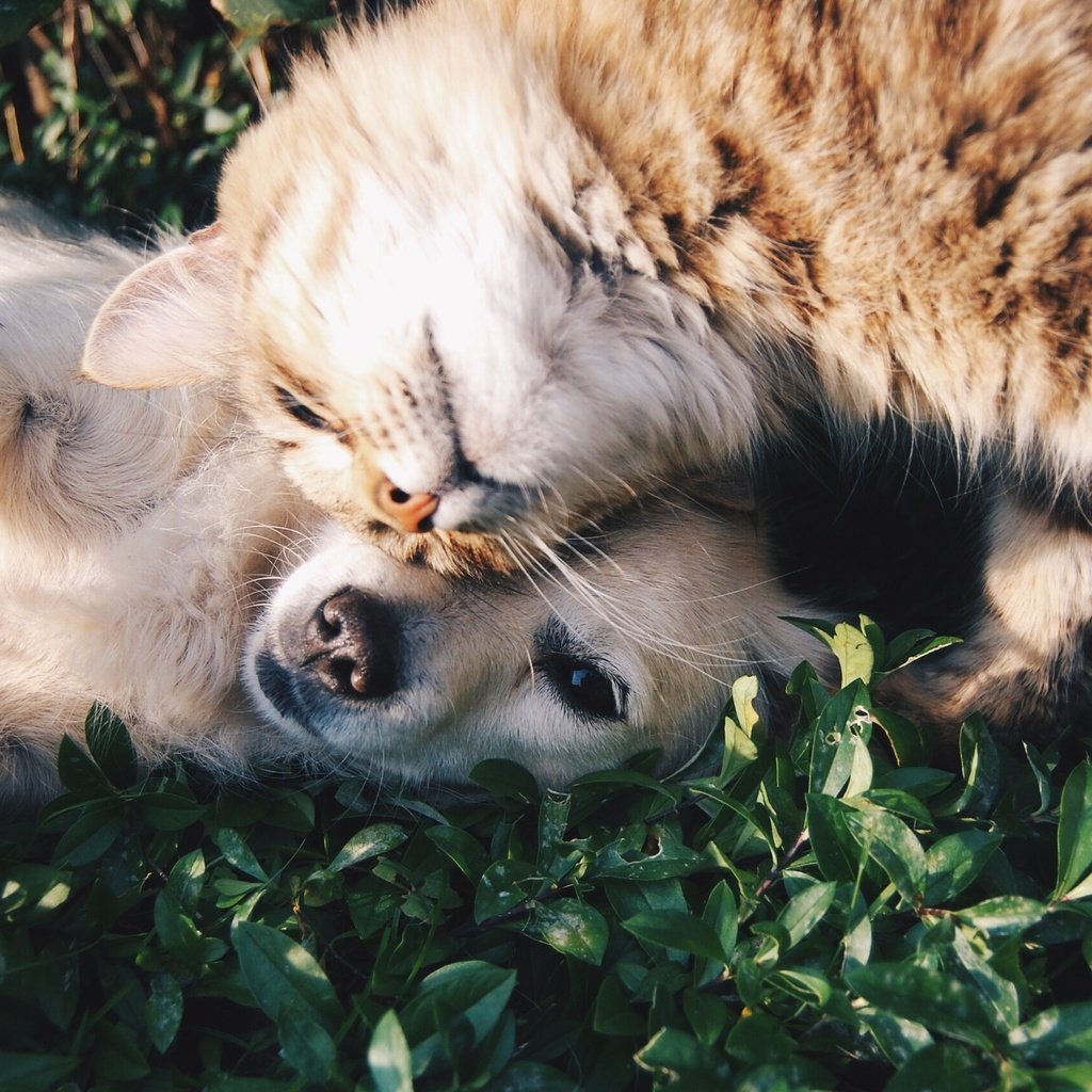 Обои природа, кошка, собака, друзья, лежа, nature, cat, dog, friends, lying разрешение 2896x1704 Загрузить