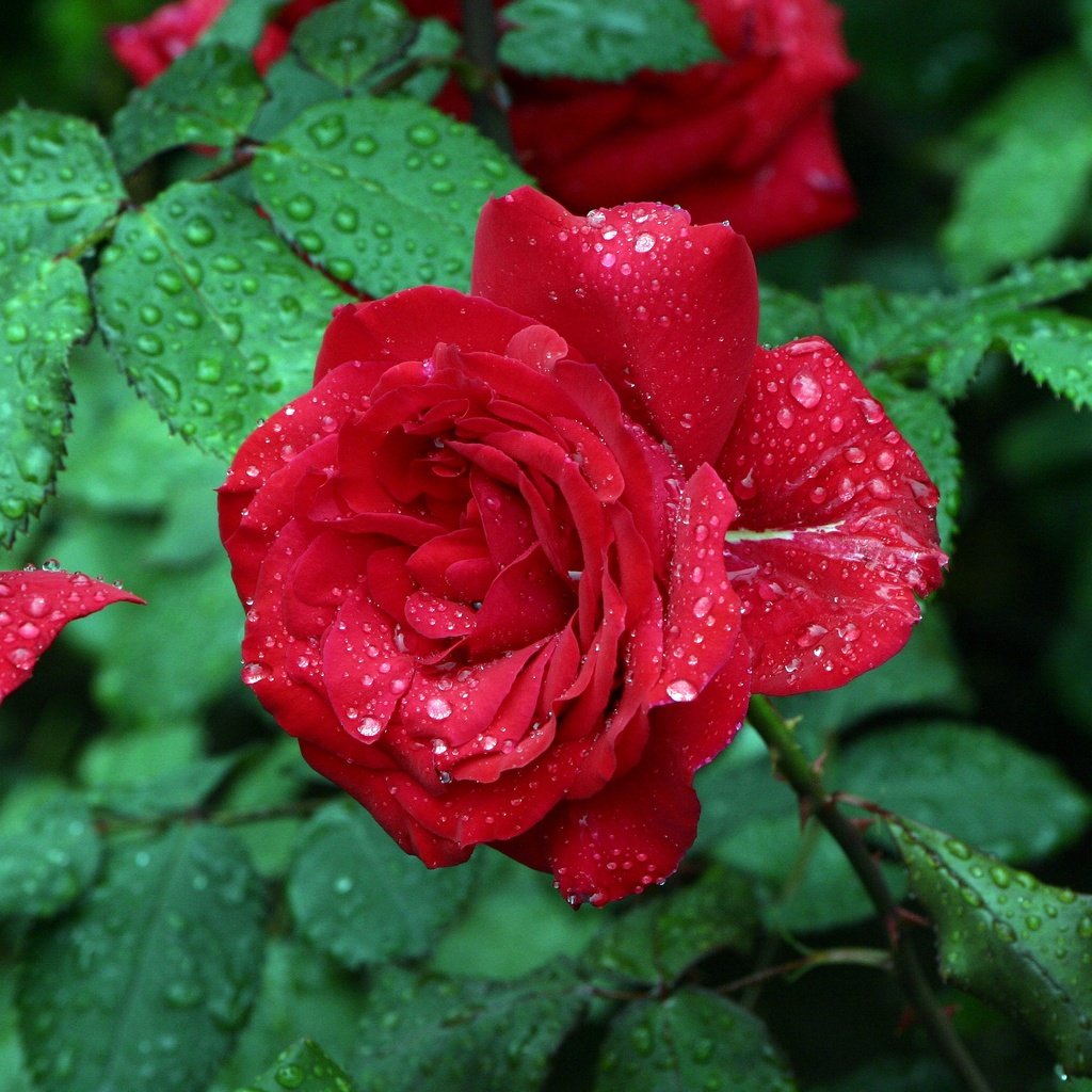 Обои цветы, капли, розы, красная роза, капли дождя, flowers, drops, roses, red rose, raindrops разрешение 3072x2048 Загрузить