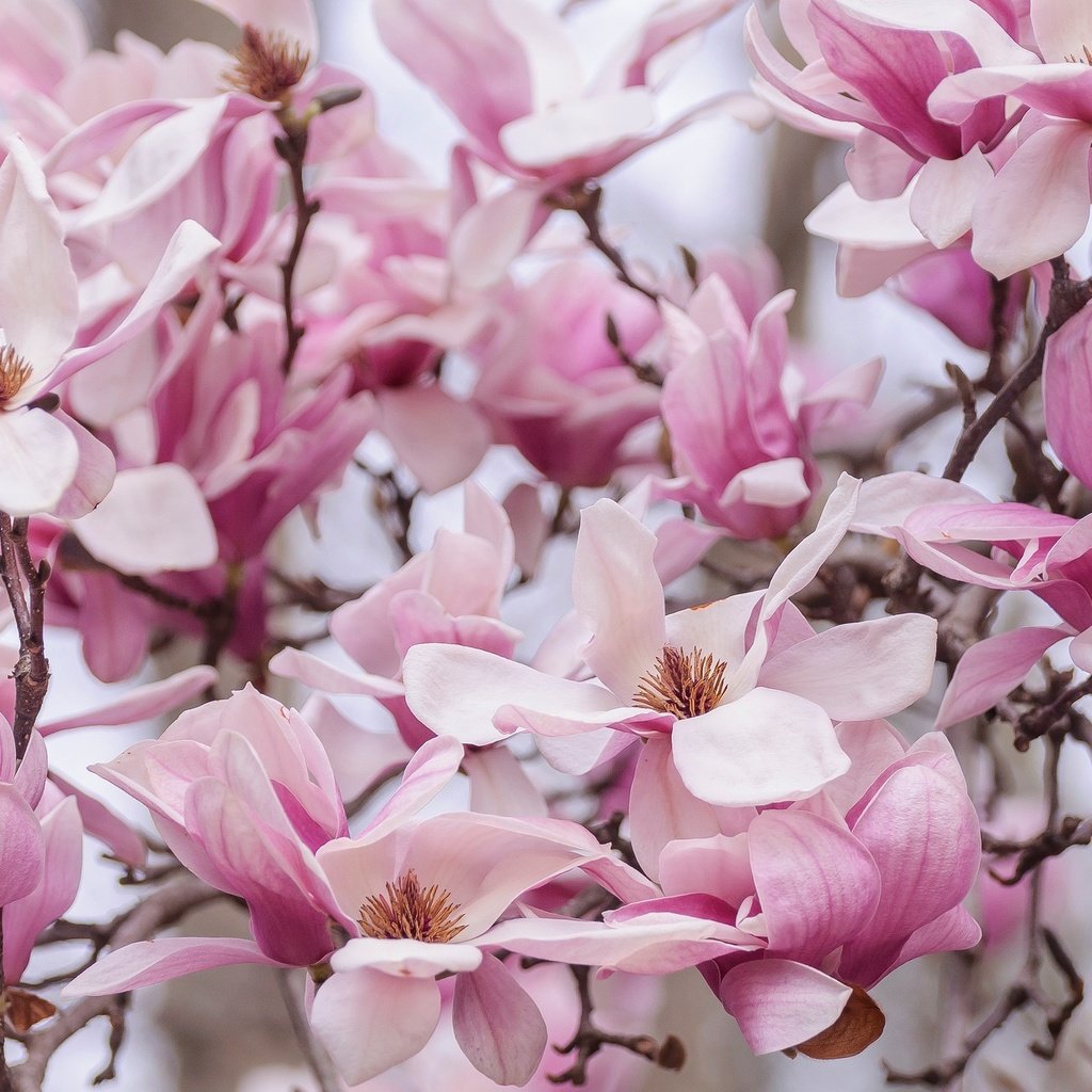 Обои природа, цветение, лепестки, весна, магнолия, nature, flowering, petals, spring, magnolia разрешение 2048x1276 Загрузить