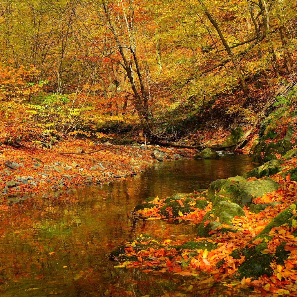 Обои лес, ручей, листва, осень, поток, листопад, forest, stream, foliage, autumn, falling leaves разрешение 3002x1894 Загрузить