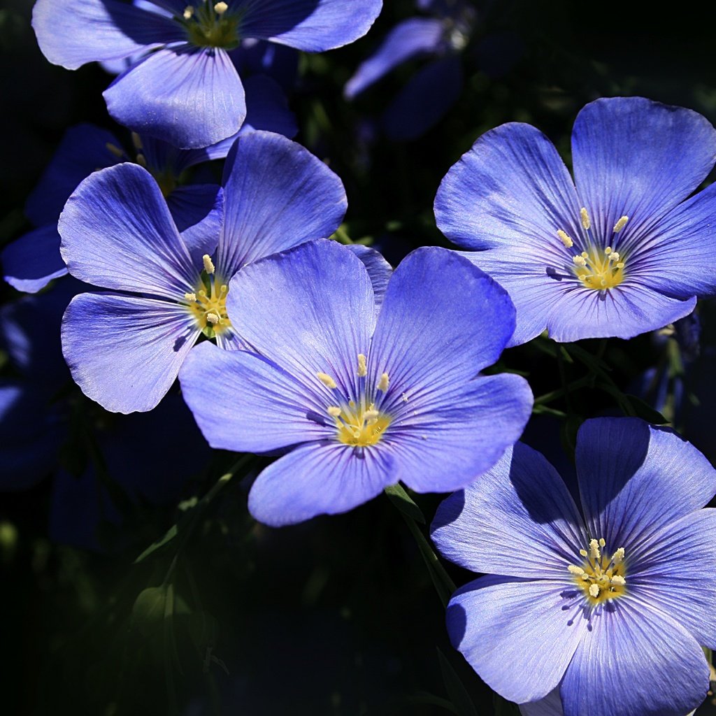 Обои цветы, макро, лепестки, лен, голубые цветы, flowers, macro, petals, len, blue flowers разрешение 3000x1916 Загрузить
