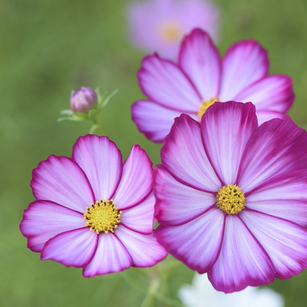 Обои цветы, макро, лепестки, боке, космея, flowers, macro, petals, bokeh, kosmeya разрешение 2048x1367 Загрузить