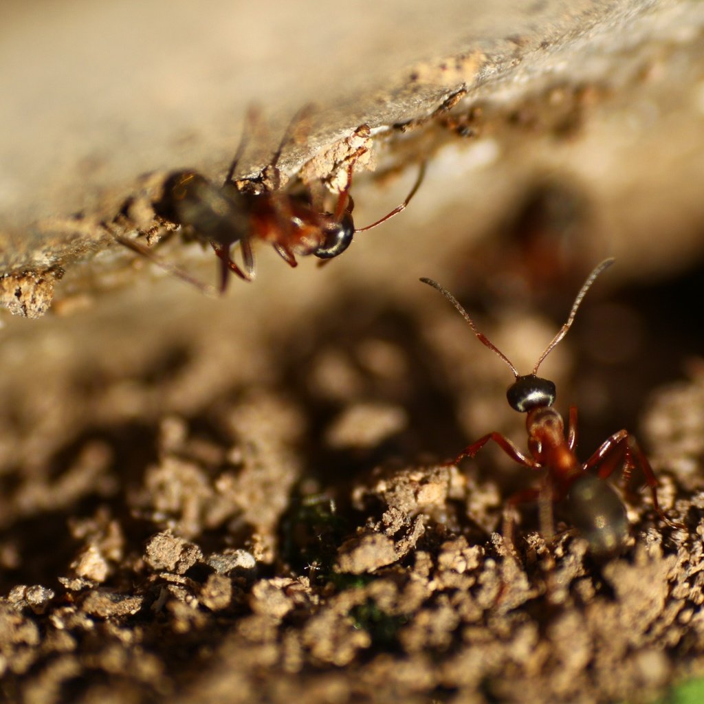 Обои насекомые, усики, муравьи, insects, antennae, ants разрешение 1920x1280 Загрузить