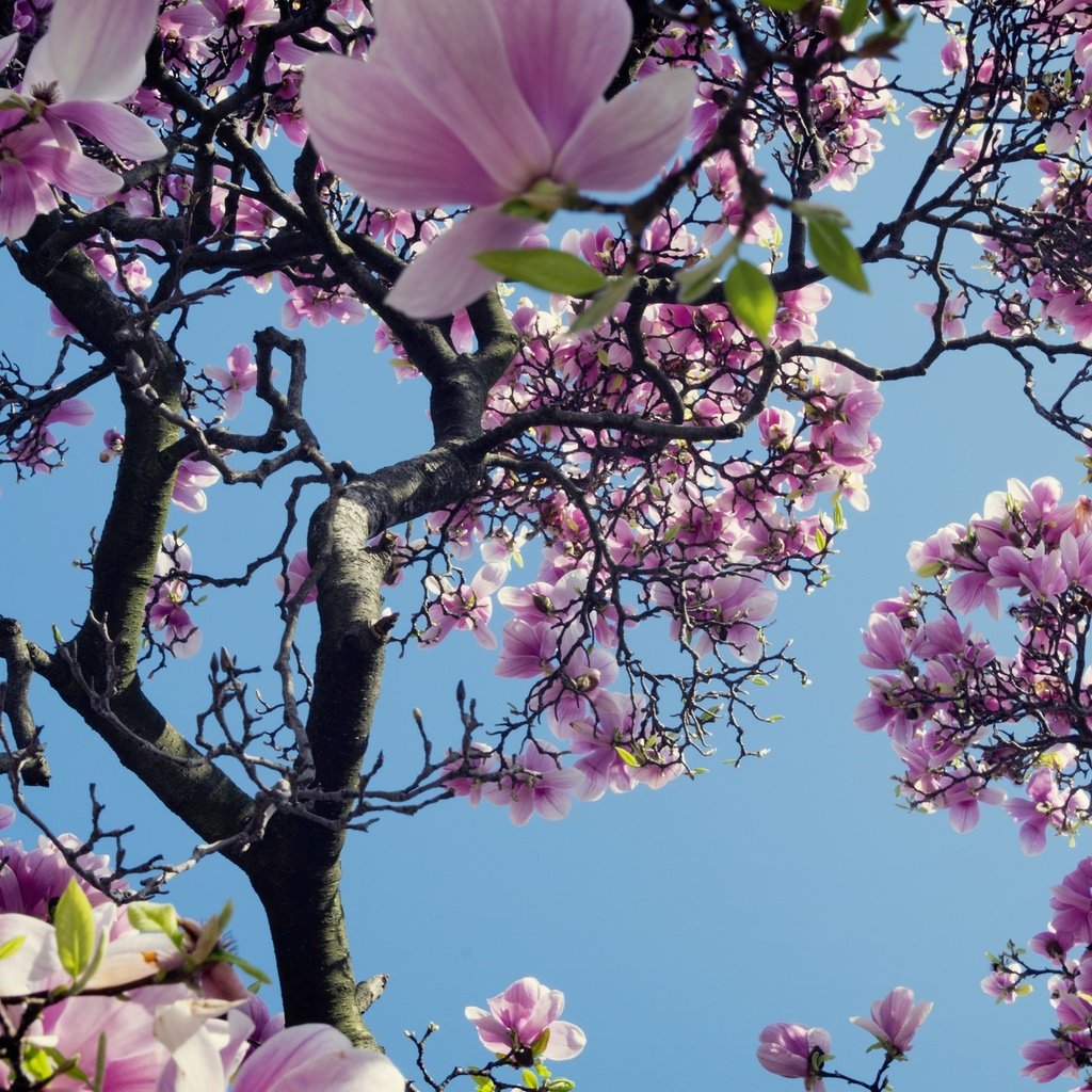 Обои небо, дерево, цветение, весна, магнолия, the sky, tree, flowering, spring, magnolia разрешение 2048x1366 Загрузить