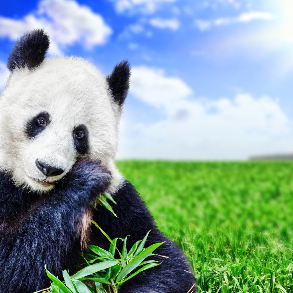 Обои небо, животное, трава, боке, облака, бамбуковый медведь, солнце, большая панда, зелень, поле, панда, медведь, the sky, animal, grass, bokeh, clouds, bamboo bear, the sun, the giant panda, greens, field, panda, bear разрешение 3000x2000 Загрузить