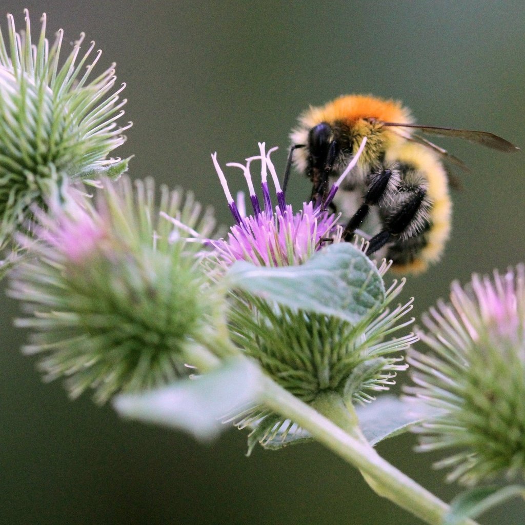 Обои насекомое, колючки, растение, пчела, боке, чертополох, insect, barb, plant, bee, bokeh, thistle разрешение 2048x1433 Загрузить