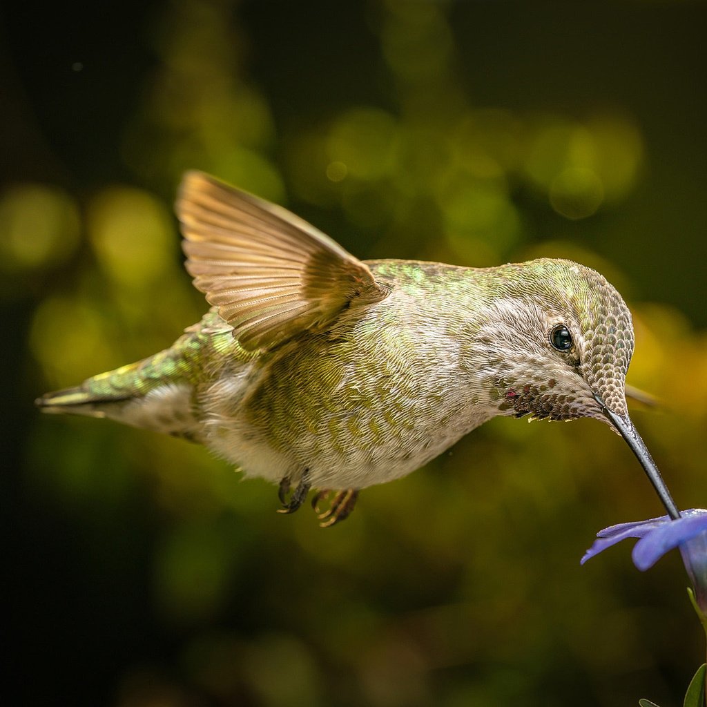 Обои полет, цветок, крылья, птица, клюв, нектар, колибри, flight, flower, wings, bird, beak, nectar, hummingbird разрешение 2048x1366 Загрузить