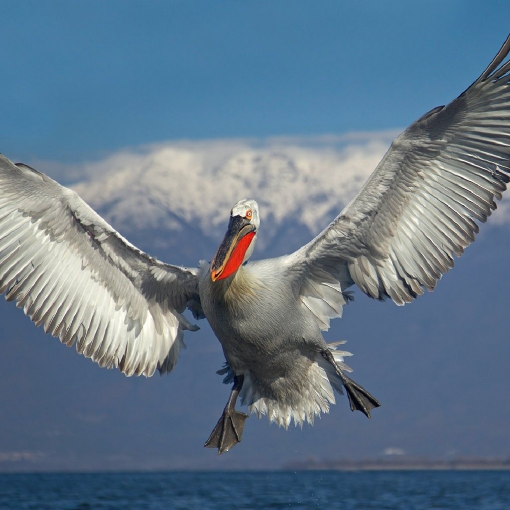 Обои небо, облака, вода, полет, крылья, птица, пеликан, иван иванов, the sky, clouds, water, flight, wings, bird, pelican, ivan ivanov разрешение 1920x1166 Загрузить