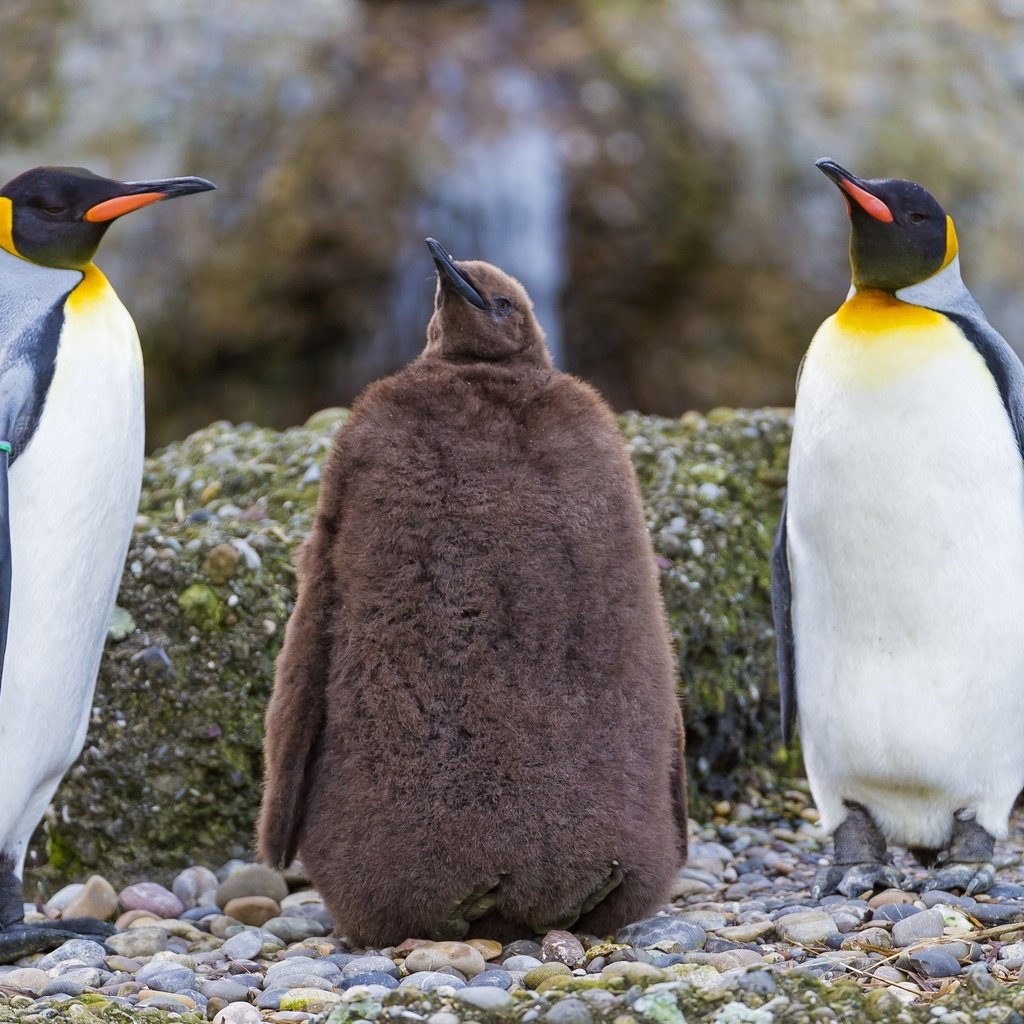 Обои природа, берег, птицы, пингвин, пингвины, nature, shore, birds, penguin, penguins разрешение 2560x1707 Загрузить