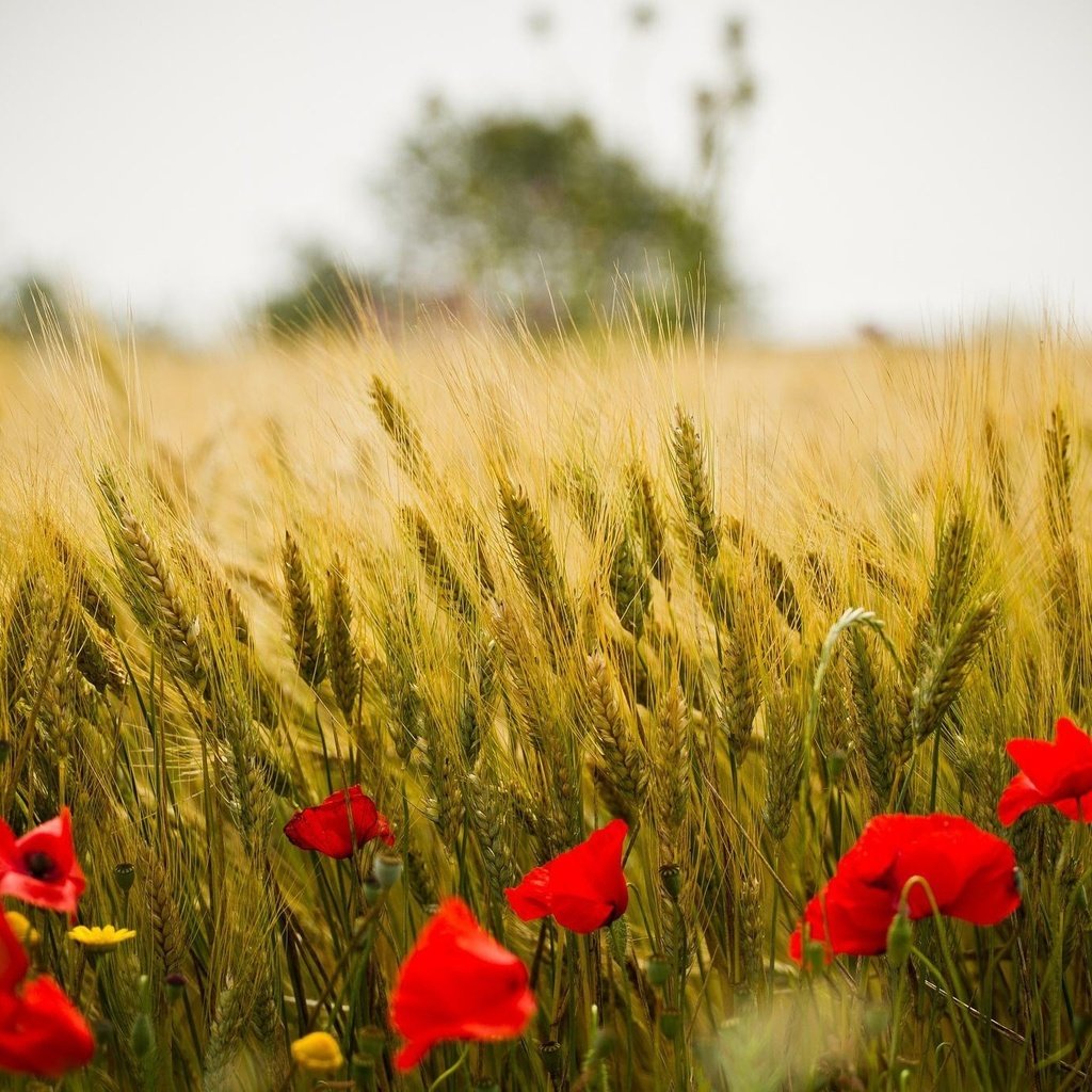 Обои цветы, природа, пейзаж, поле, красные, маки, колосья, пшеница, flowers, nature, landscape, field, red, maki, ears, wheat разрешение 2048x1366 Загрузить