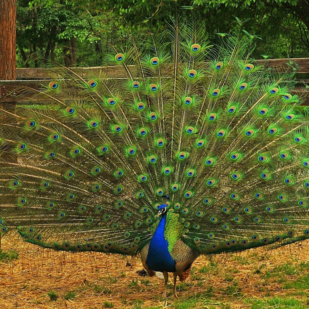 Обои природа, птица, павлин, перья, хвост, оперение, nature, bird, peacock, feathers, tail разрешение 2048x1253 Загрузить