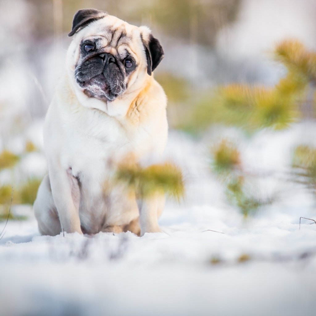 Обои снег, природа, мордочка, взгляд, собака, лапки, мопс, snow, nature, muzzle, look, dog, legs, pug разрешение 1920x1117 Загрузить