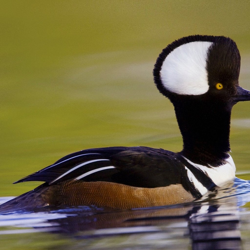 Обои птица, сша, южная каролина, хохлатый крохаль, bird, usa, south carolina, crested merganser разрешение 1920x1080 Загрузить