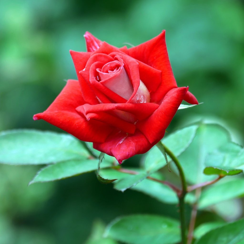 Обои цветок, роза, красная, flower, rose, red разрешение 2048x1365 Загрузить