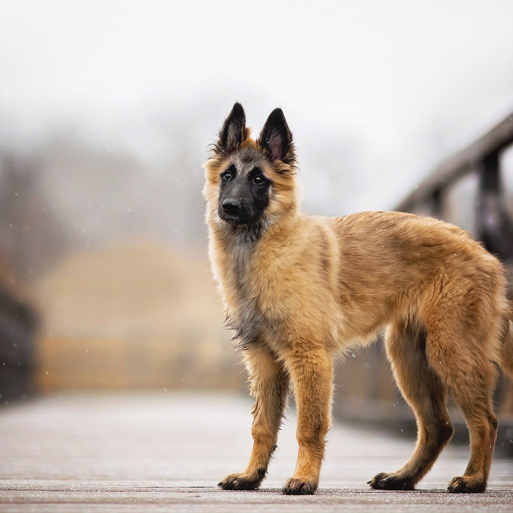 Обои снег, мост, собака, faye, малинуа, бельгийская овчарка, snow, bridge, dog, malinois, belgian shepherd разрешение 2048x1314 Загрузить