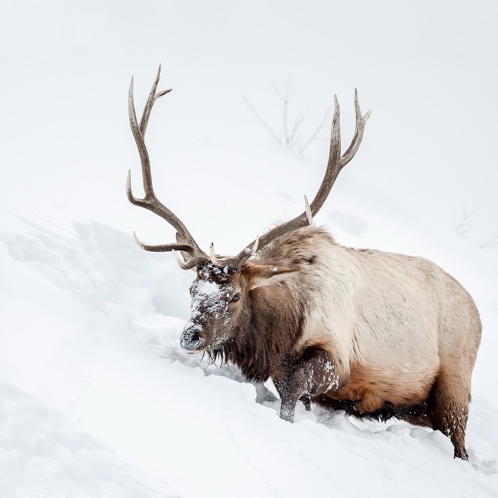 Обои снег, природа, олень, животное, рога, snow, nature, deer, animal, horns разрешение 2048x1365 Загрузить