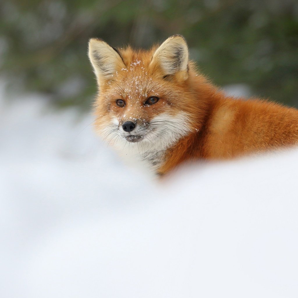 Обои снег, зима, лиса, лисица, snow, winter, fox разрешение 2048x1365 Загрузить