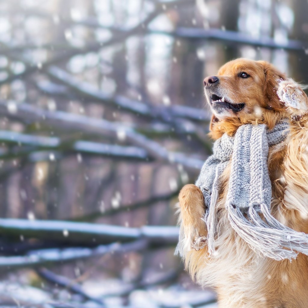Обои снег, зима, настроение, собака, шарф, стойка, золотистый ретривер, snow, winter, mood, dog, scarf, stand, golden retriever разрешение 4608x3072 Загрузить