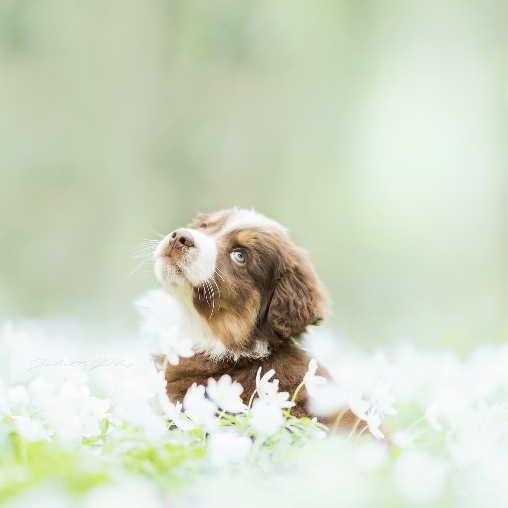 Обои цветы, собака, щенок, весна, бордер-колли, flowers, dog, puppy, spring, the border collie разрешение 2560x1675 Загрузить