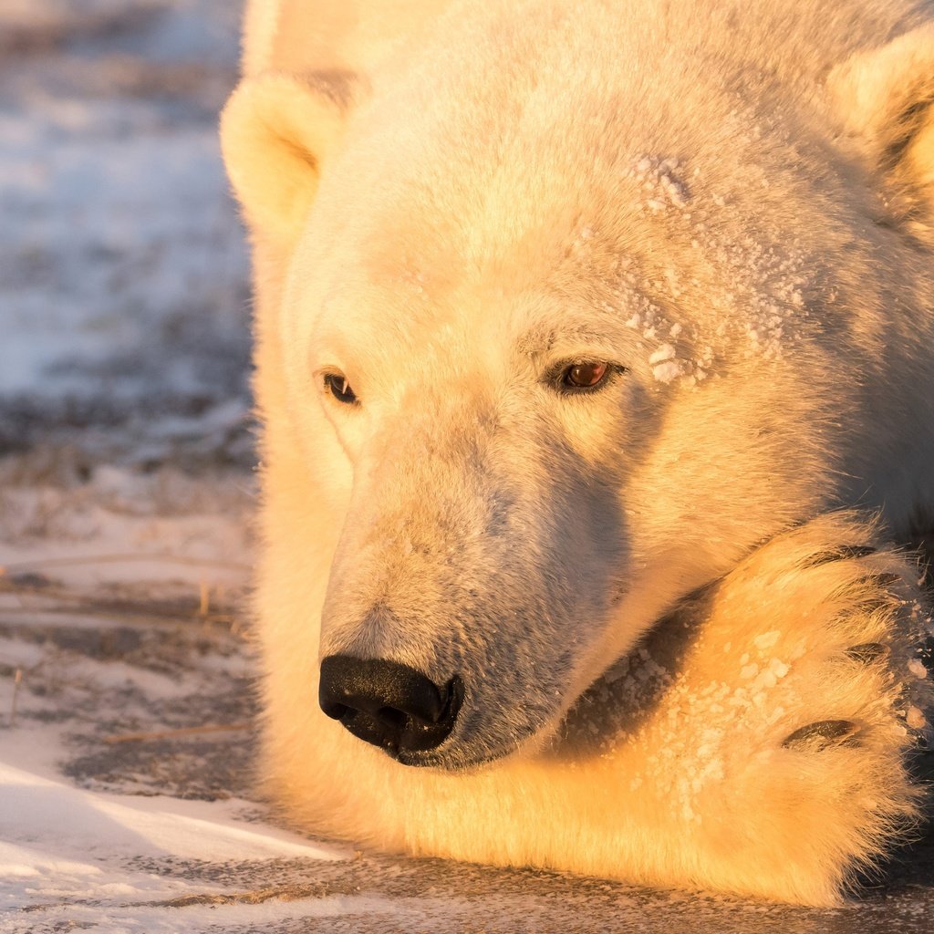 Обои свет, портрет, медведь, белый медведь, задумался, light, portrait, bear, polar bear, thought разрешение 2500x1586 Загрузить