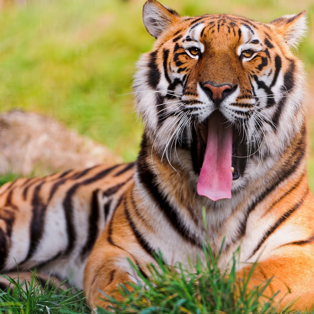 Обои тигр, трава, зелень, хищник, язык, бенгальский тигр, tiger, grass, greens, predator, language, bengal tiger разрешение 2560x1600 Загрузить