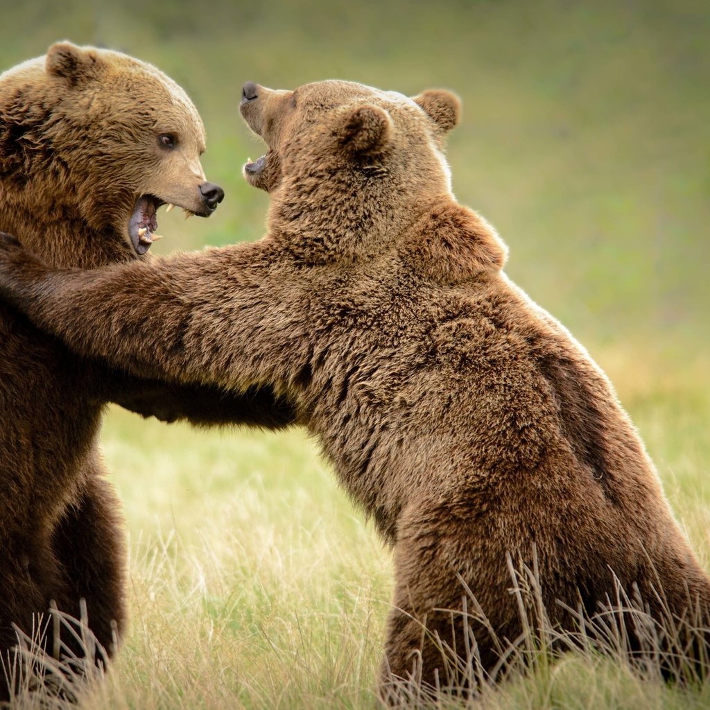 Обои трава, борьба, медведь, медведи, grass, fight, bear, bears разрешение 3840x2160 Загрузить