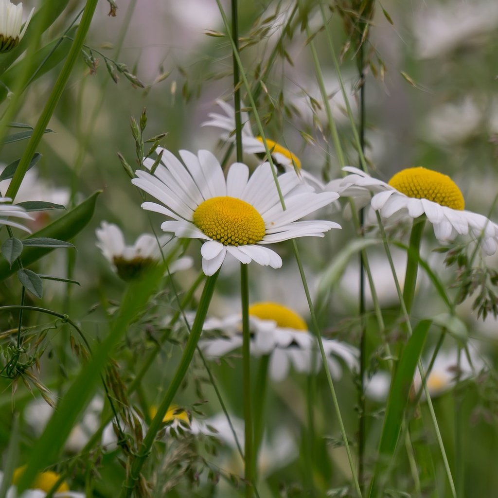 Обои цветы, трава, лето, луг, ромашки, flowers, grass, summer, meadow, chamomile разрешение 2048x1365 Загрузить