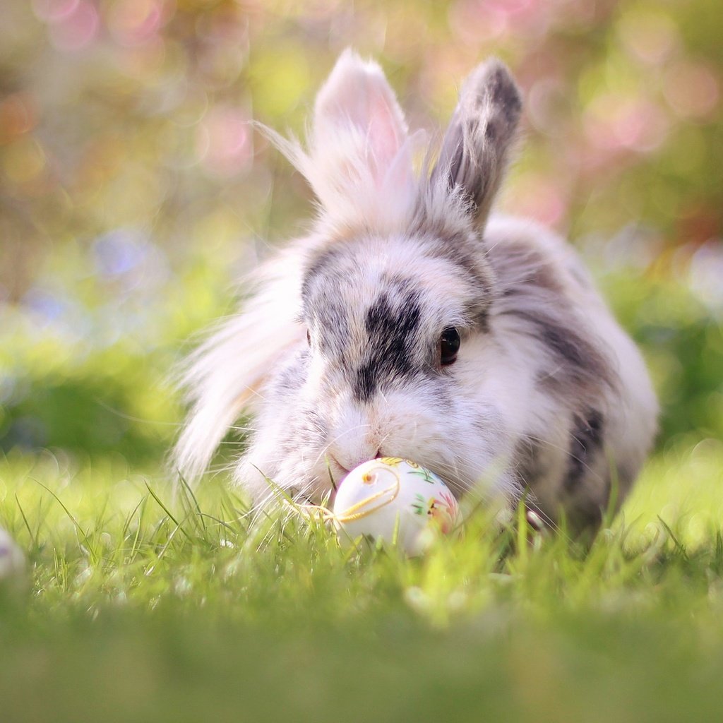 Обои трава, природа, кролик, животное, пасха, яйца, grass, nature, rabbit, animal, easter, eggs разрешение 2048x1365 Загрузить