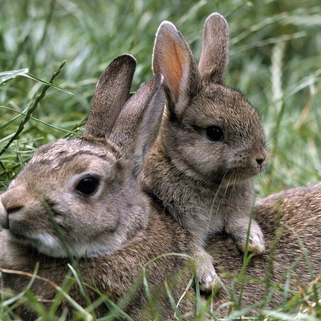 Обои трава, природа, лето, кролики, зайцы, grass, nature, summer, rabbits разрешение 1920x1285 Загрузить