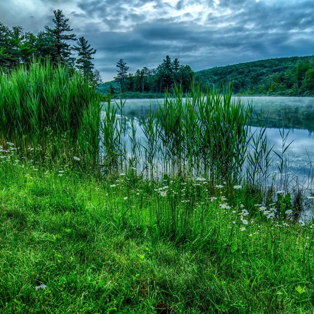 Обои небо, лето, цветы, трава, облака, деревья, река, природа, лес, the sky, summer, flowers, grass, clouds, trees, river, nature, forest разрешение 3021x2000 Загрузить