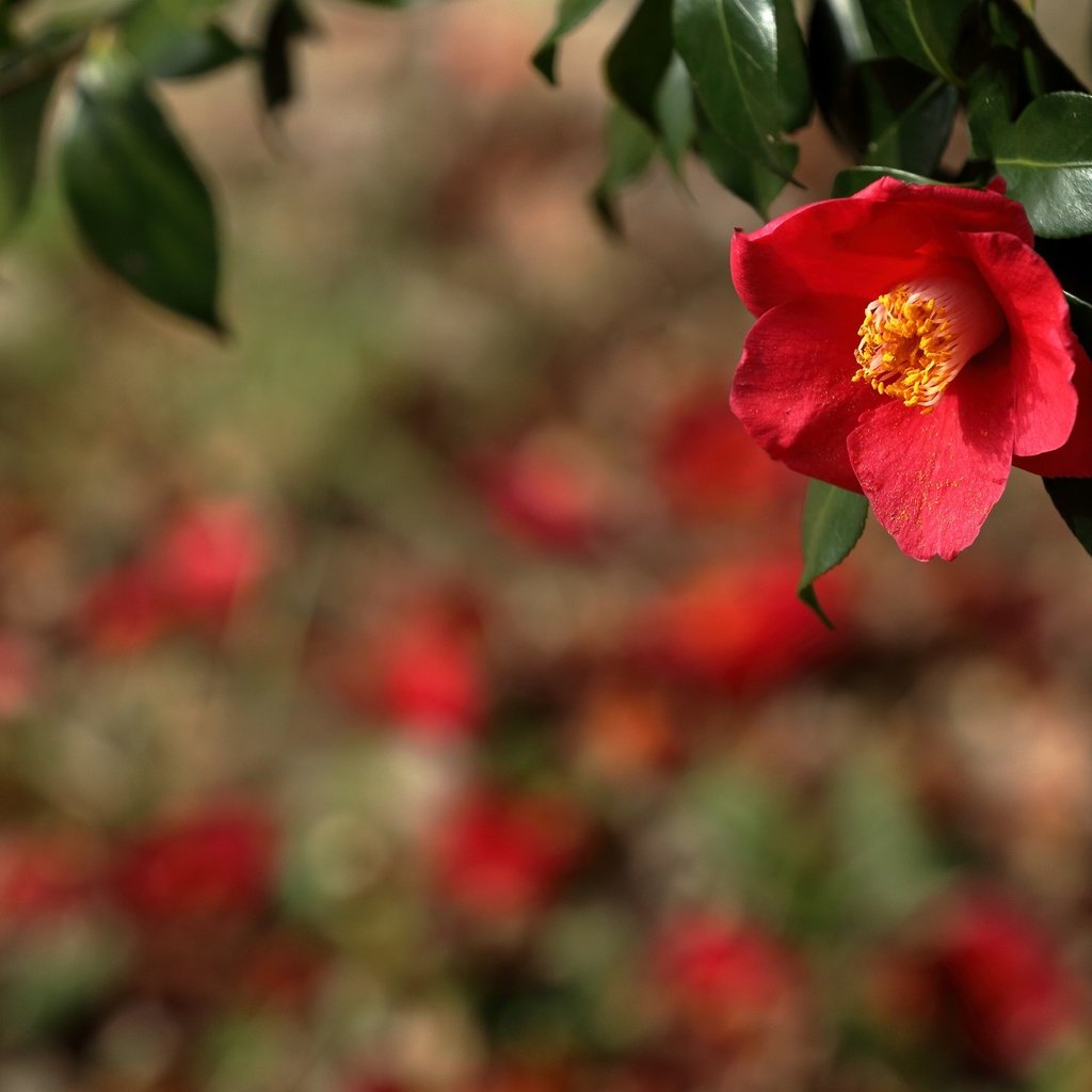 Обои ветка, природа, фон, цветок, красная, камелия, branch, nature, background, flower, red, camellia разрешение 2400x1600 Загрузить