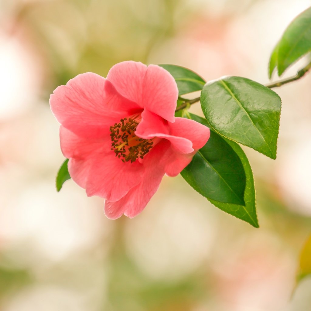 Обои ветка, макро, цветок, боке, камелия, branch, macro, flower, bokeh, camellia разрешение 2400x1600 Загрузить