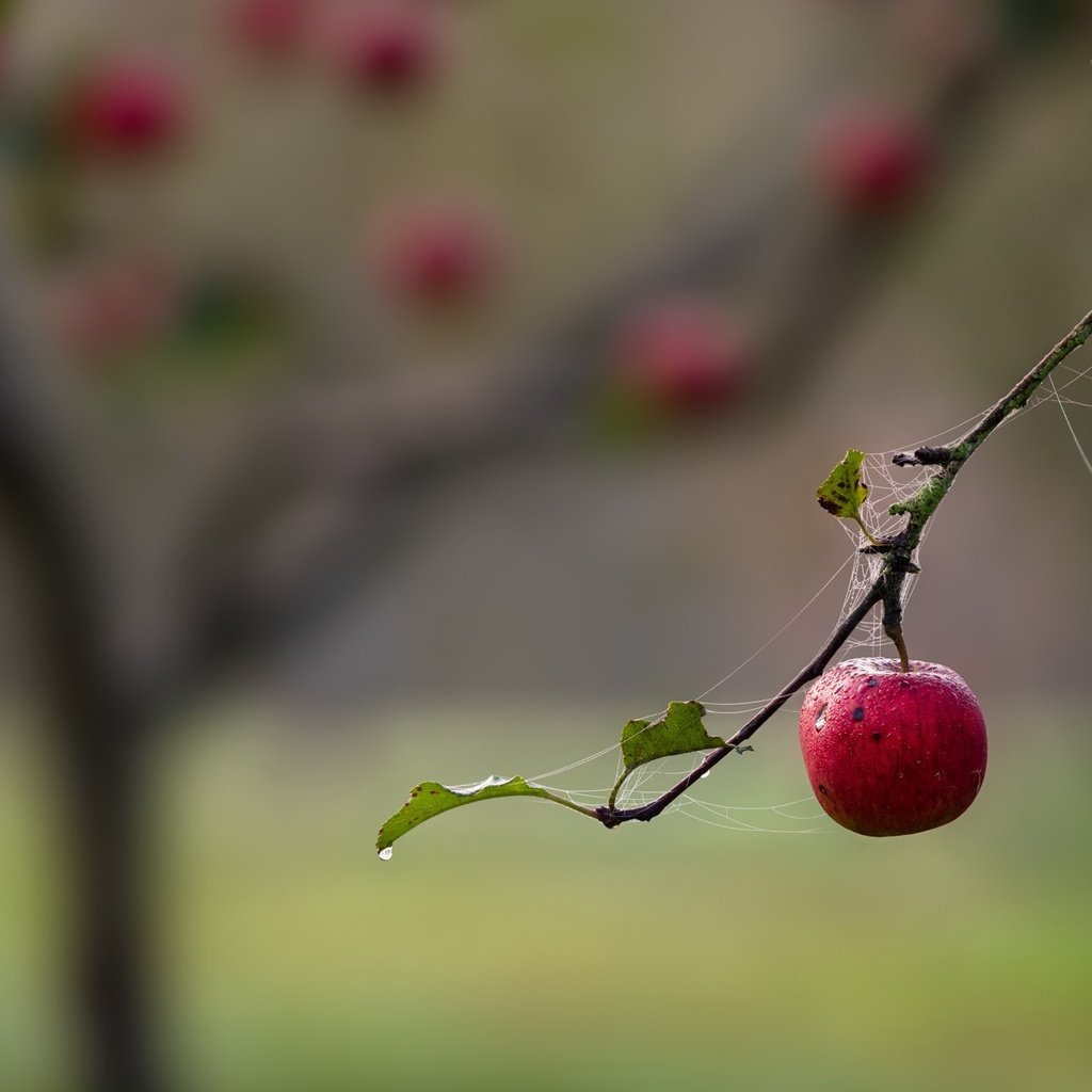 Обои ветка, природа, фрукты, яблоко, паутина, branch, nature, fruit, apple, web разрешение 1920x1274 Загрузить