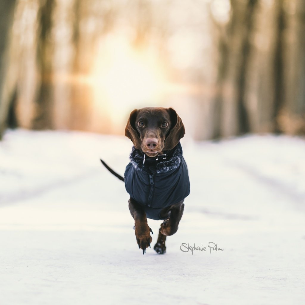 Обои снег, зима, фон, собака, такса, бег, snow, winter, background, dog, dachshund, running разрешение 2048x1365 Загрузить