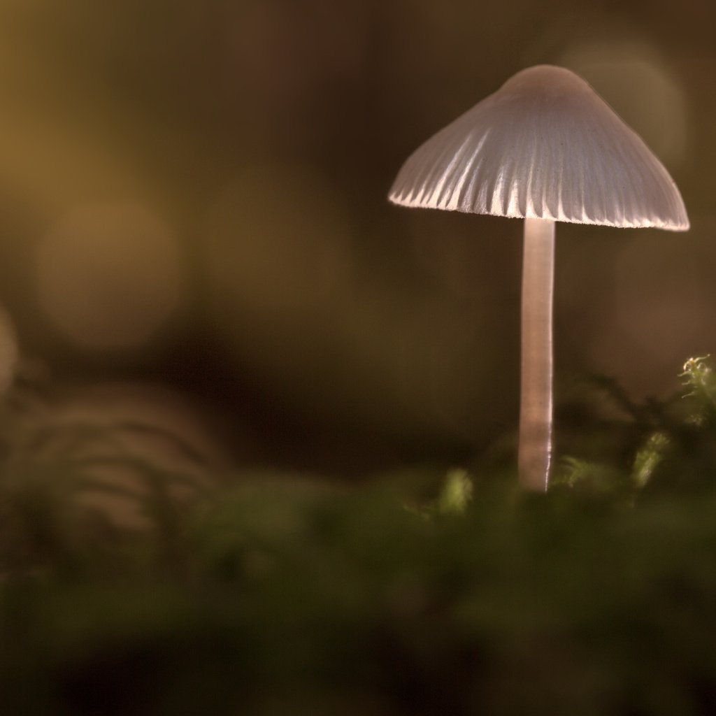 Обои природа, лес, фон, грибы, гриб, sophiaspurgin, alone in the woods, nature, forest, background, mushrooms, mushroom разрешение 5760x3840 Загрузить