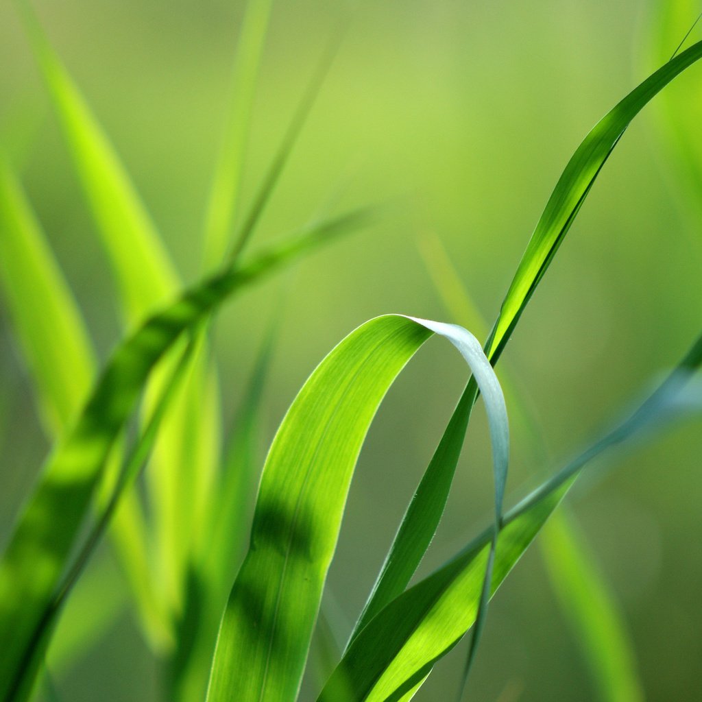 Обои трава, природа, зелень, макро, фон, травинка, grass, nature, greens, macro, background, a blade of grass разрешение 2560x1600 Загрузить