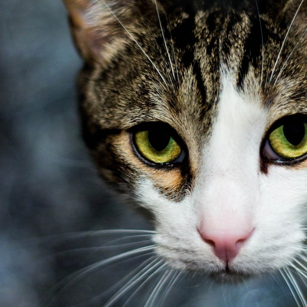 Обои глаза, кот, мордочка, усы, кошка, взгляд, eyes, cat, muzzle, mustache, look разрешение 2560x1586 Загрузить