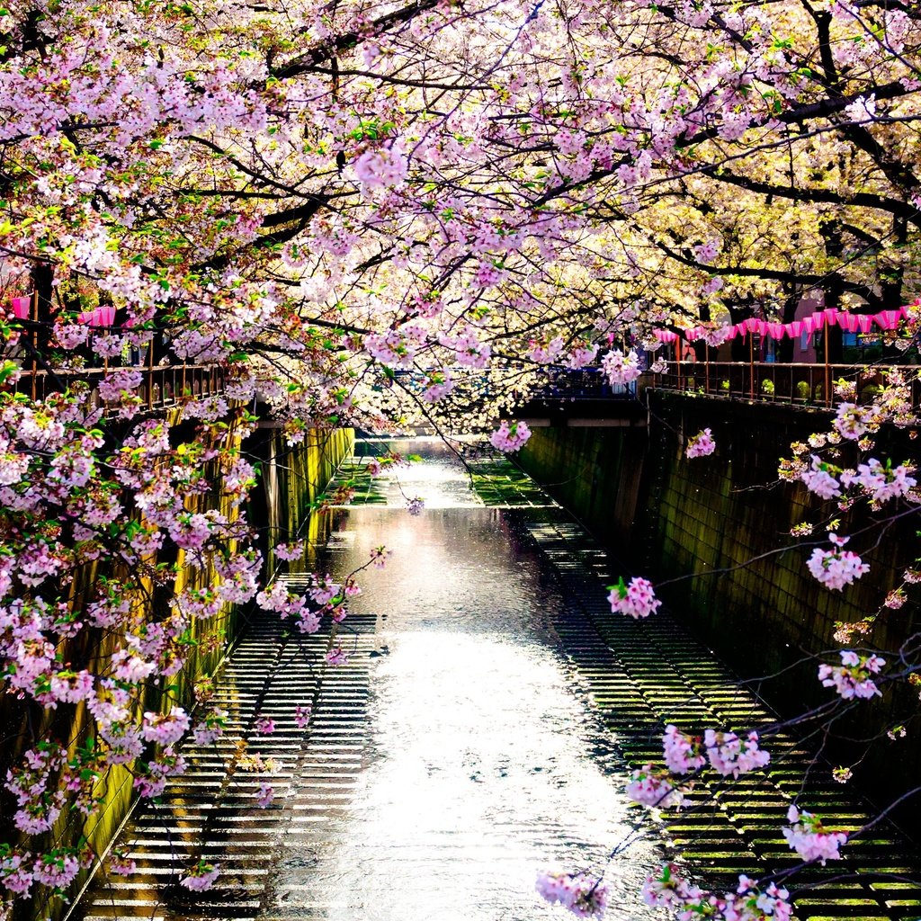 Обои река, цветение, отражение, забор, япония, весна, сакура, river, flowering, reflection, the fence, japan, spring, sakura разрешение 2560x1707 Загрузить