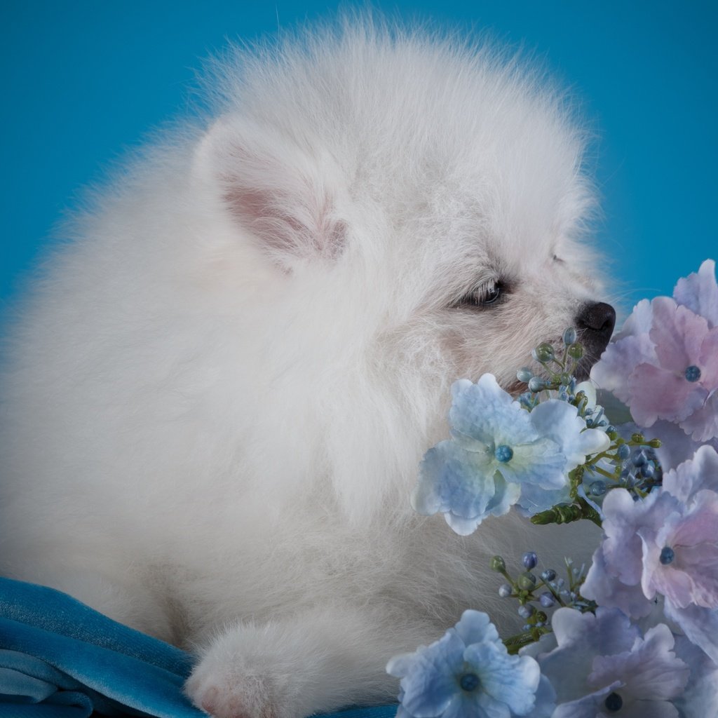 Обои цветы, белый, собака, щенок, гортензия, шпиц, flowers, white, dog, puppy, hydrangea, spitz разрешение 3000x1936 Загрузить