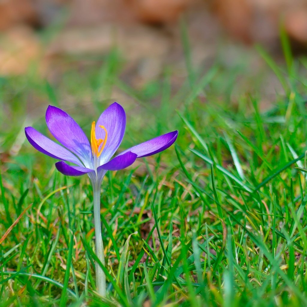 Обои трава, цветок, весна, крокус, grass, flower, spring, krokus разрешение 2880x1819 Загрузить